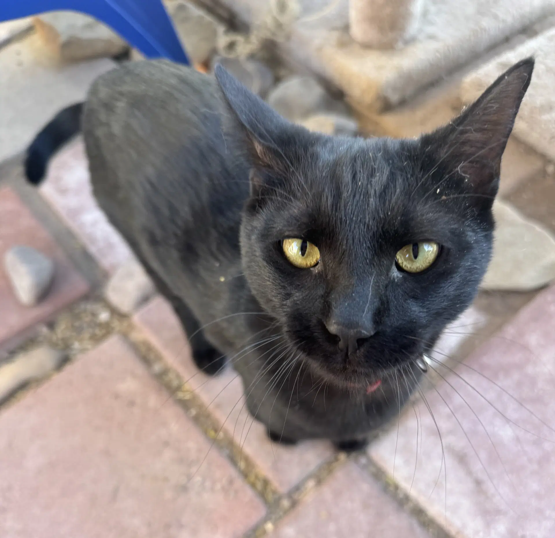 Tiger - Domestic Short Hair