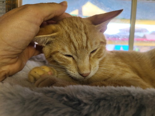 Photo 3 of Freddy