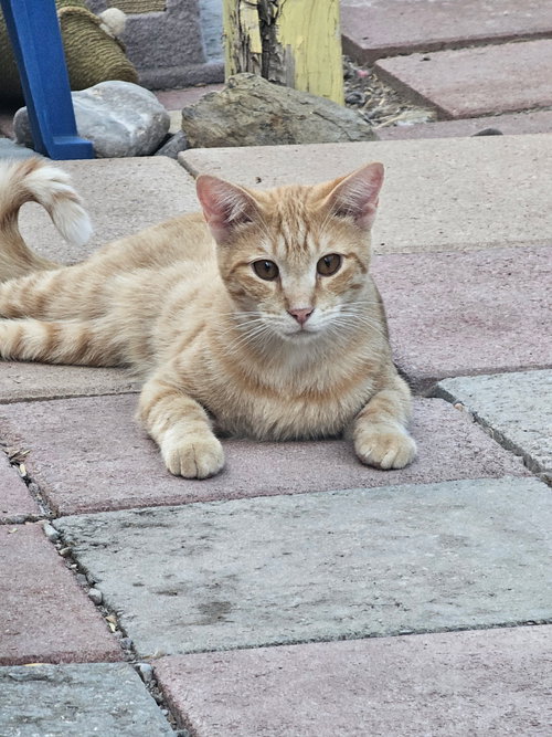 Photo 2 of Freddy