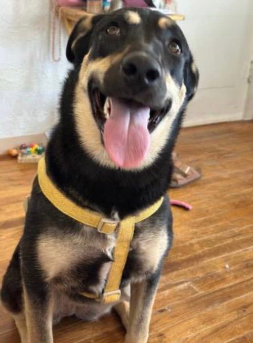 picture of the dog needing adoption