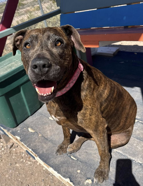 Chloe, an adoptable Boxer in Williamsburg, NM