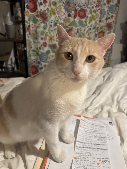 Elsa, an adoptable Domestic Short Hair in Williamsburg, NM