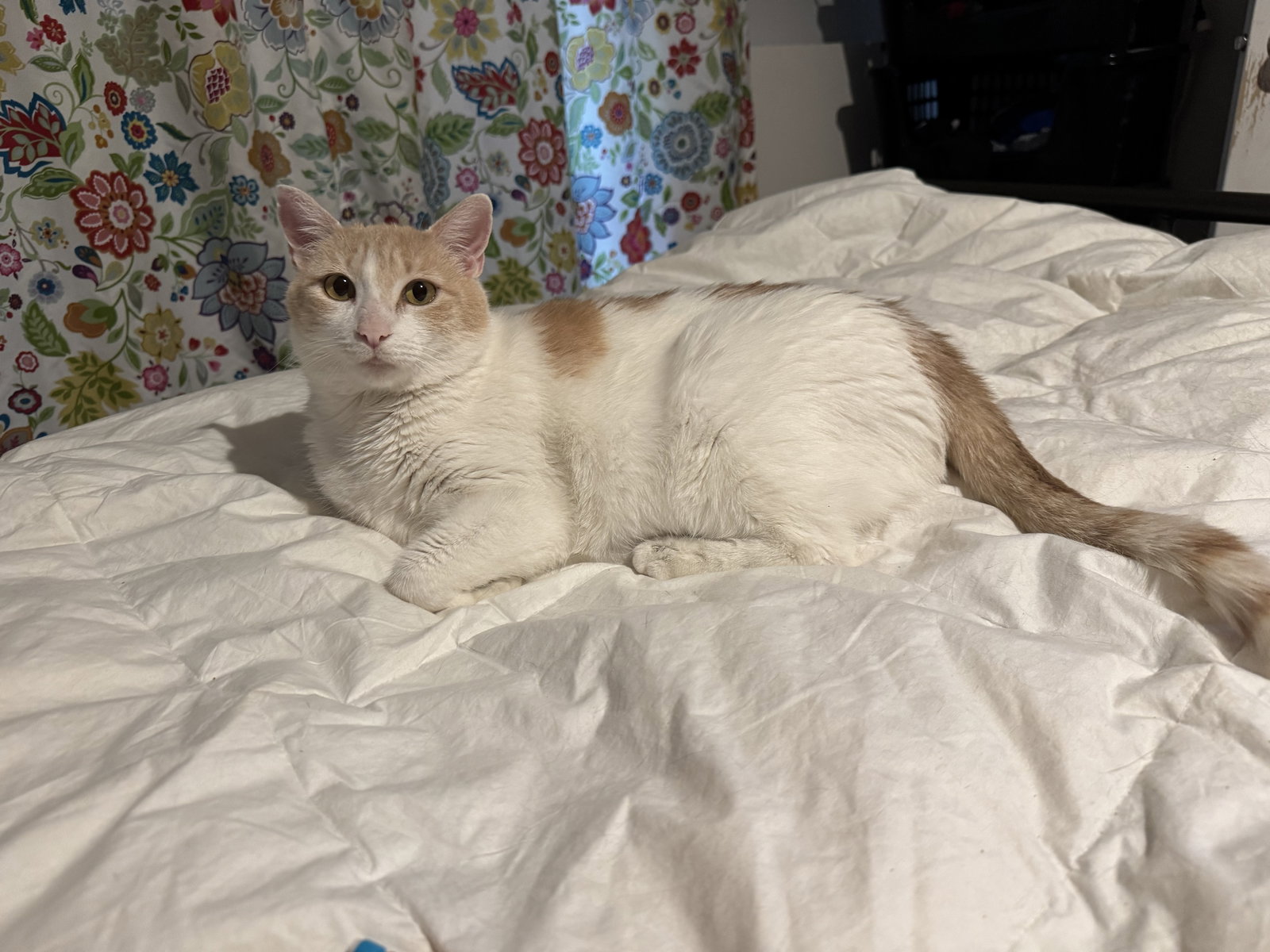 Elsa, photo 3