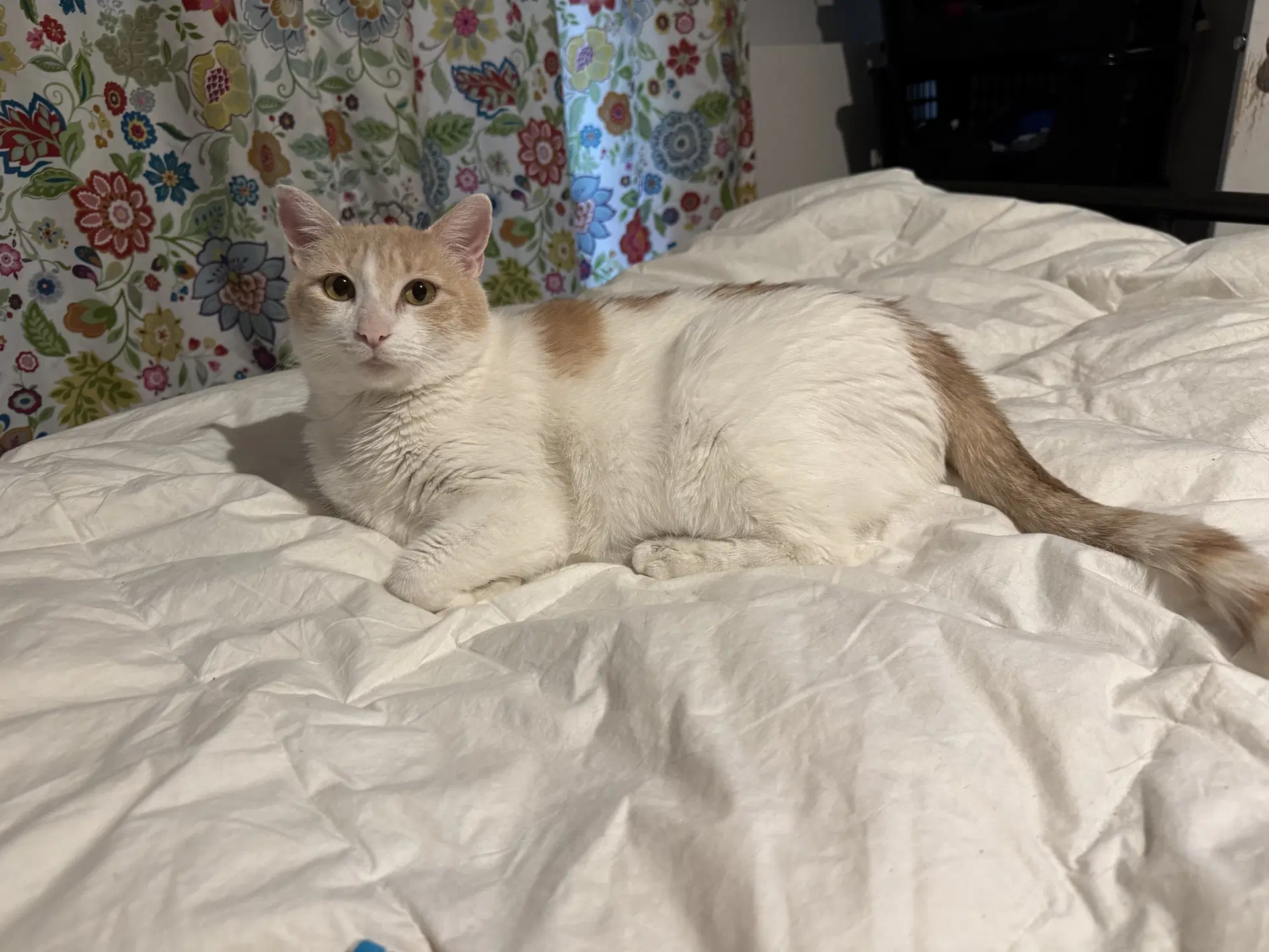 Elsa image 2