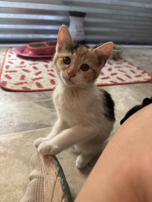 Sharon, an adoptable Calico in Williamsburg, NM