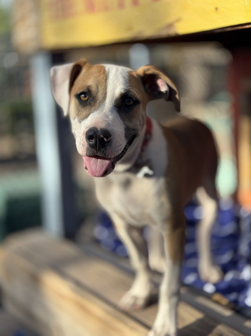 Ozzy, an adoptable Staffordshire Bull Terrier in Williamsburg, NM