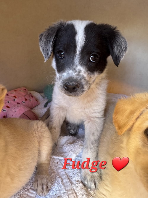 Fudge photo 3