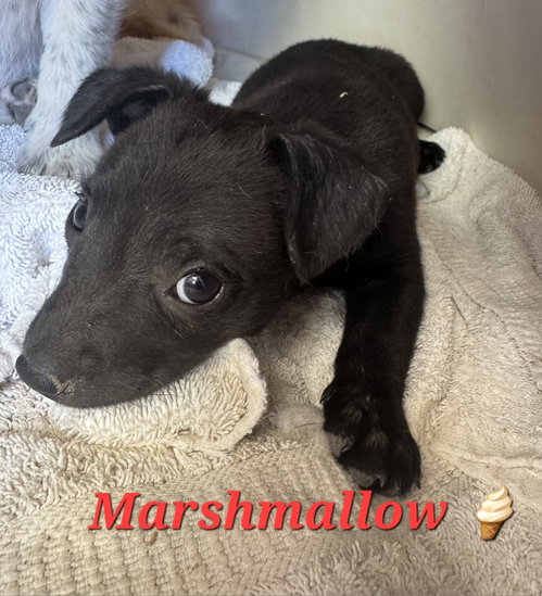 Marshmallow photo 4