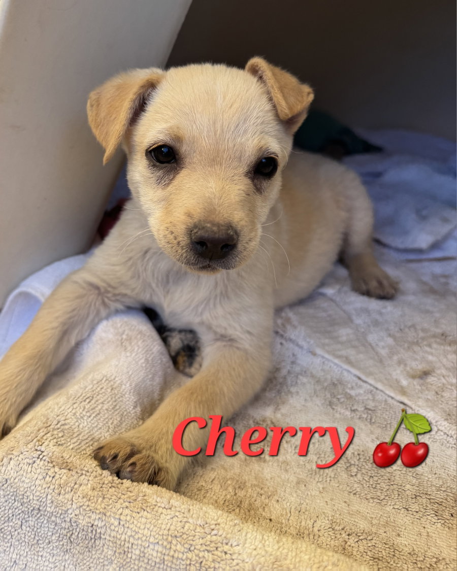 Cherry