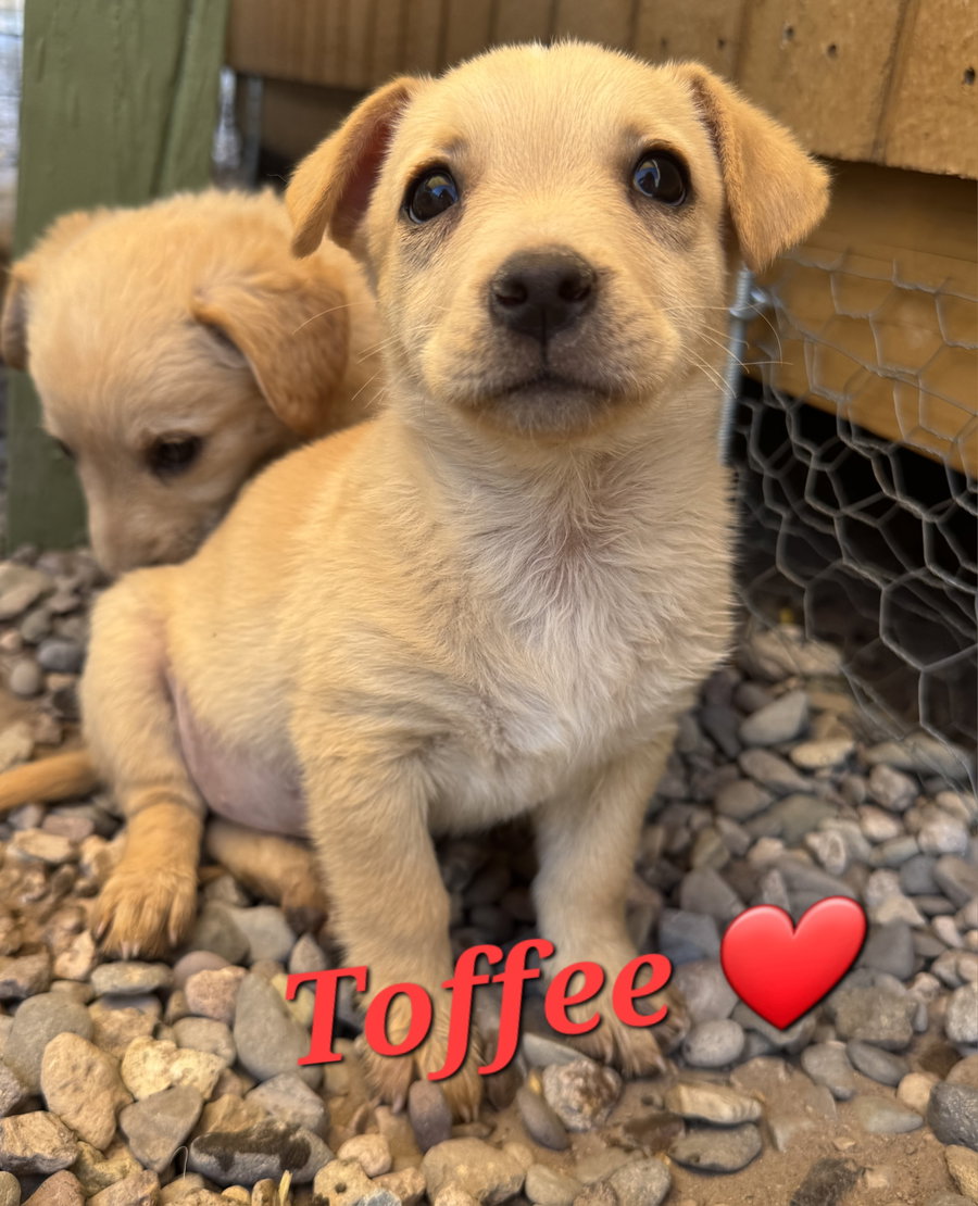 Toffee
