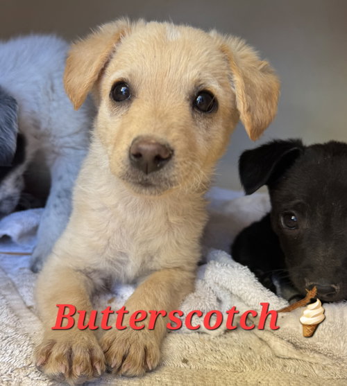 Butterscotch photo 7