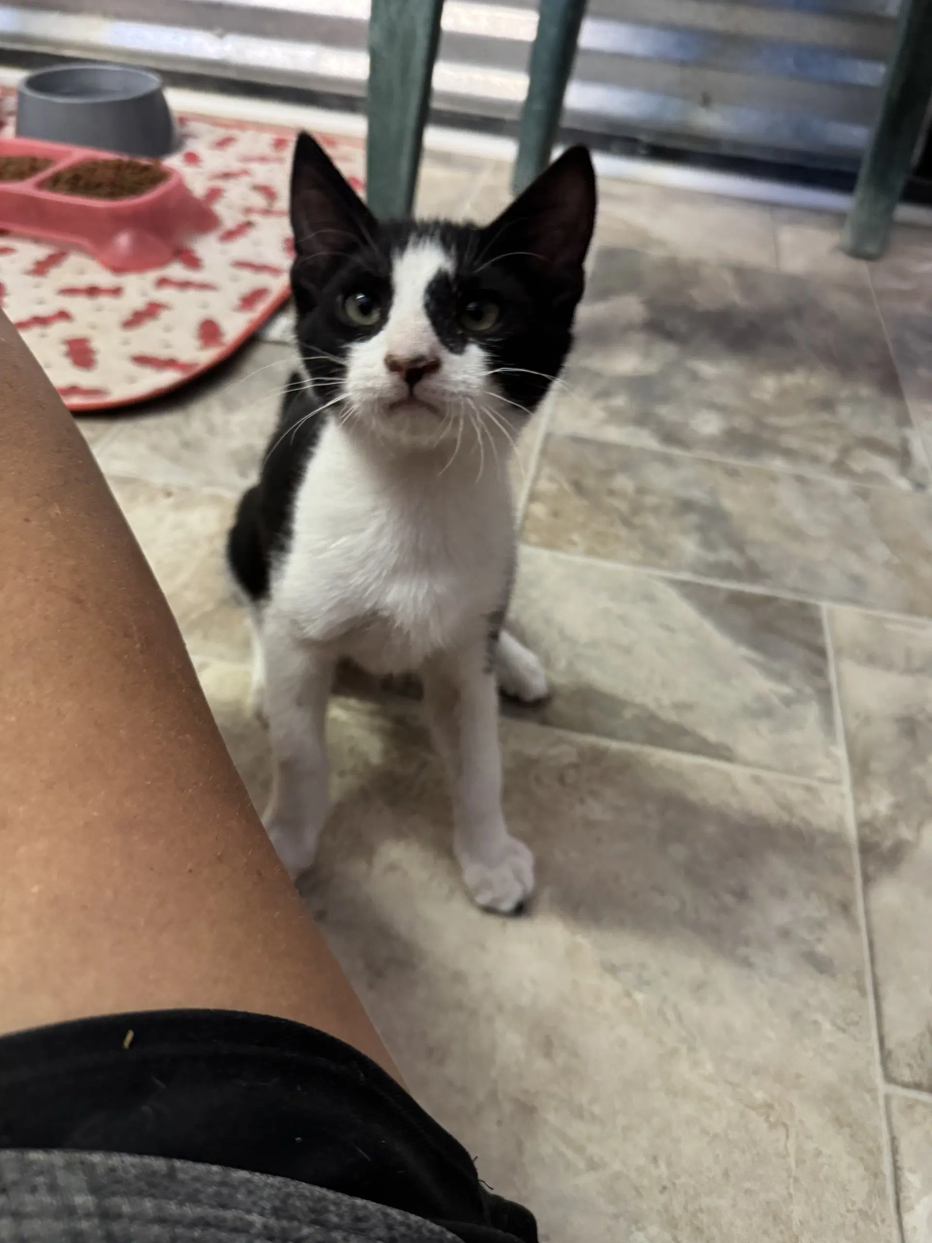 Tiny Tim - Domestic Short Hair