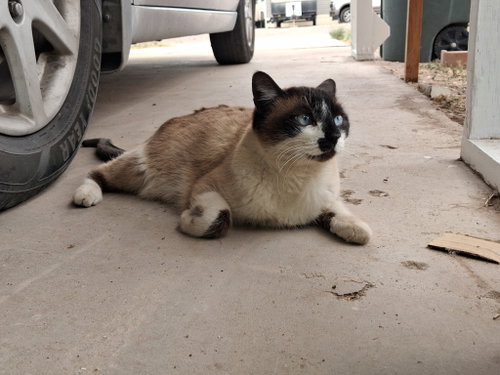 Maya photo 4