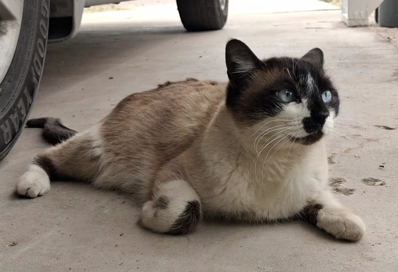 Maya - Siamese