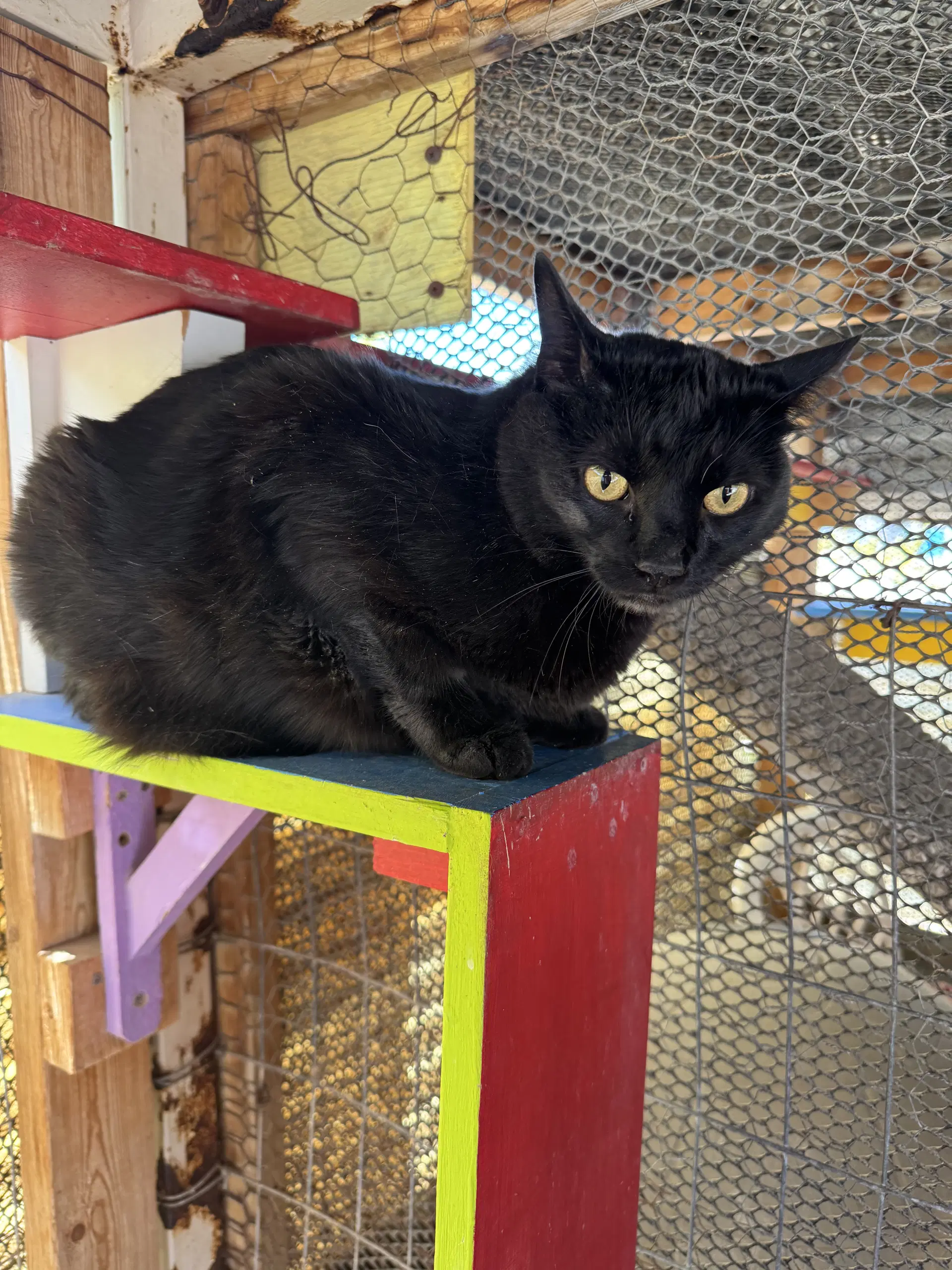 Pablo - Domestic Short Hair