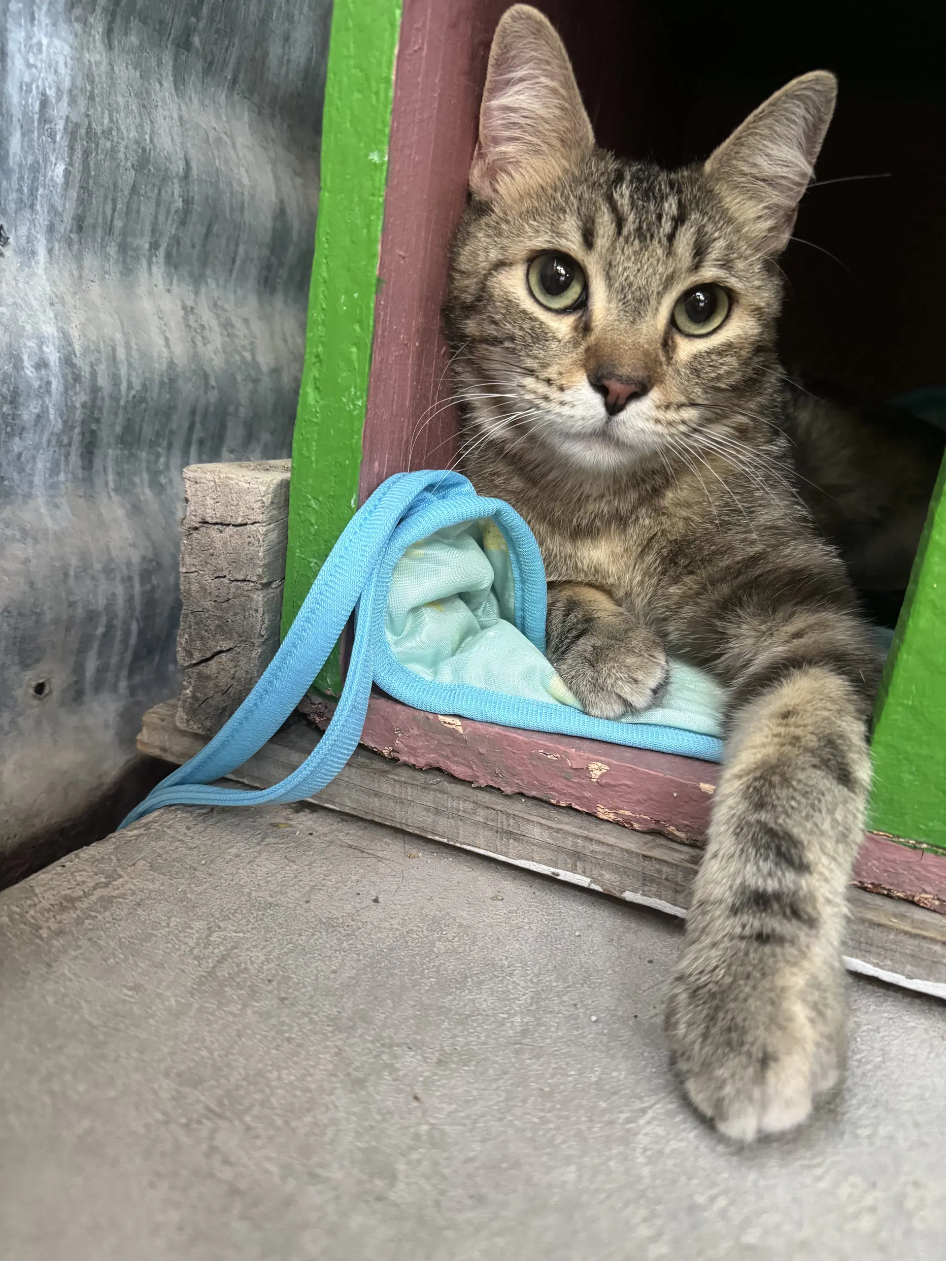 Sugar - Domestic Short Hair