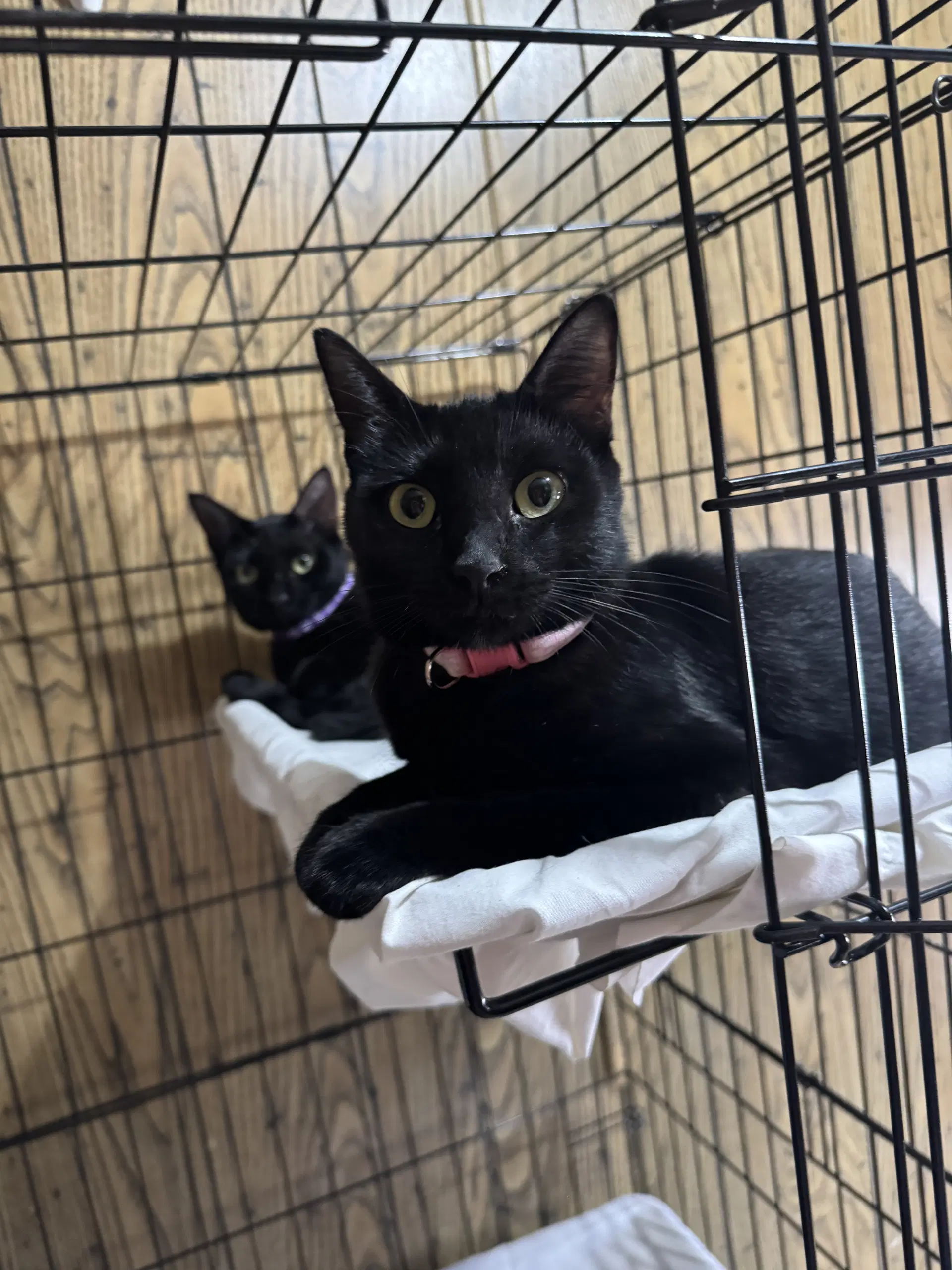 Coco  Delilah - Domestic Short Hair
