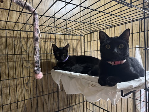 Coco & Delilah photo 2