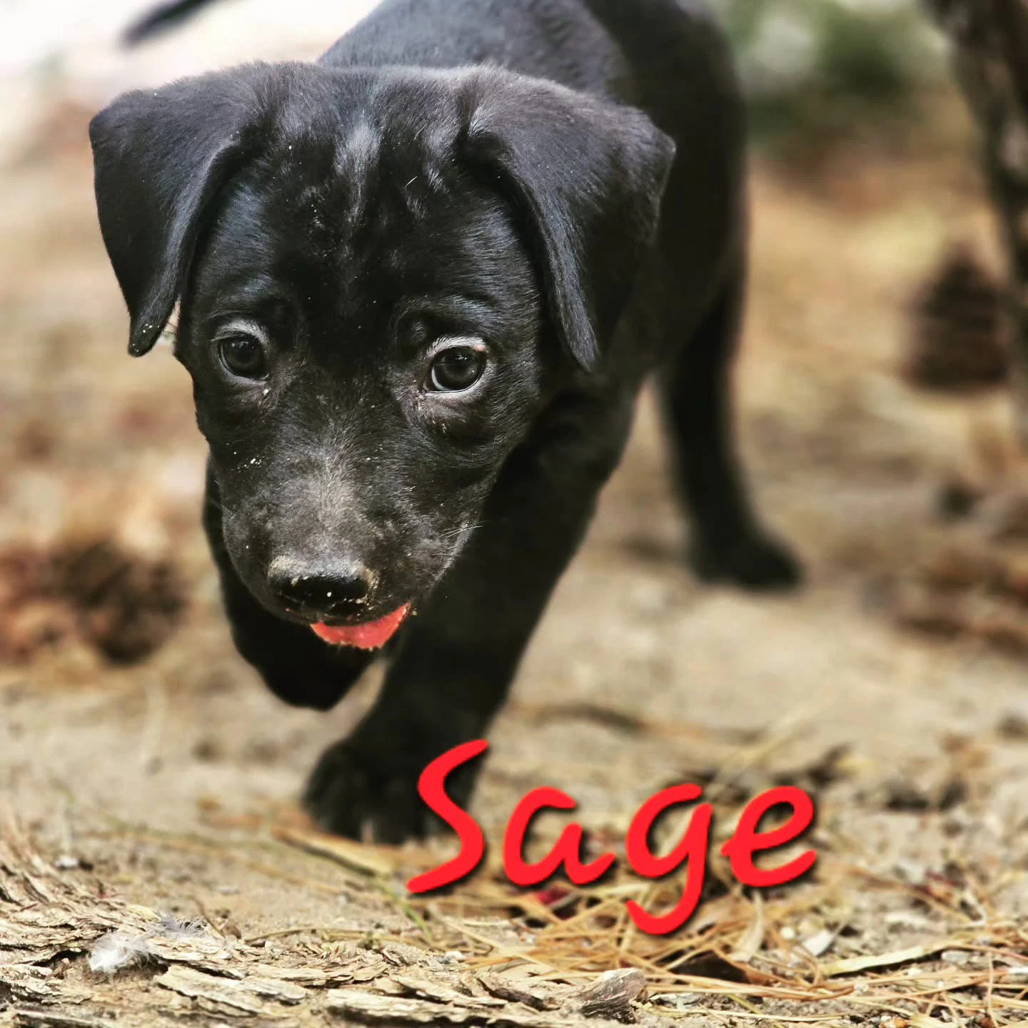 Sage Janet Michael Marie