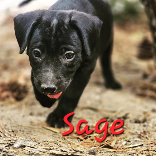 Sage photo 2