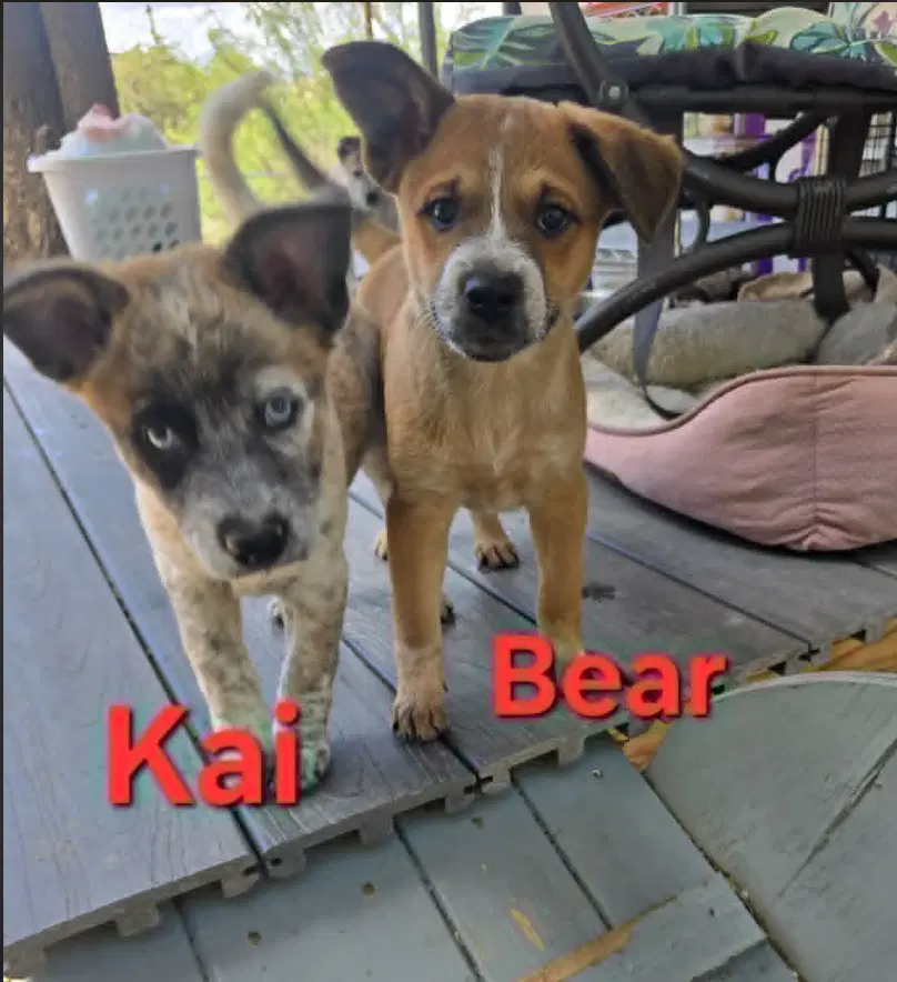 Kai Bear Ouisie Bruno Chip Buddy - mini Aussie