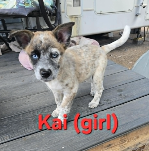 Kai photo 3