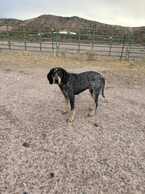 Lucy, Bluetick Coonhound