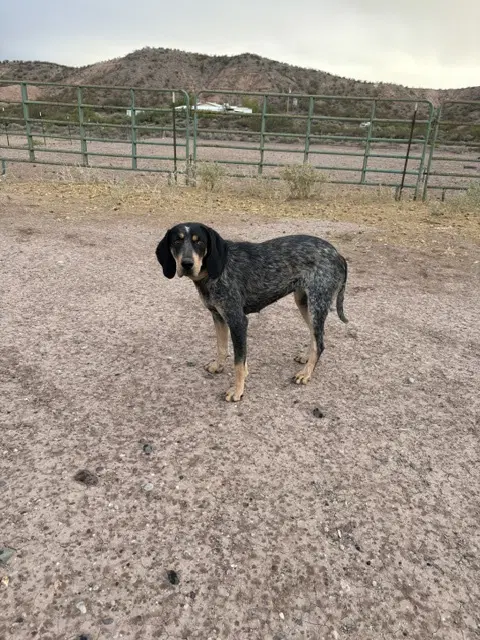 Lucy - Bluetick Coonhound