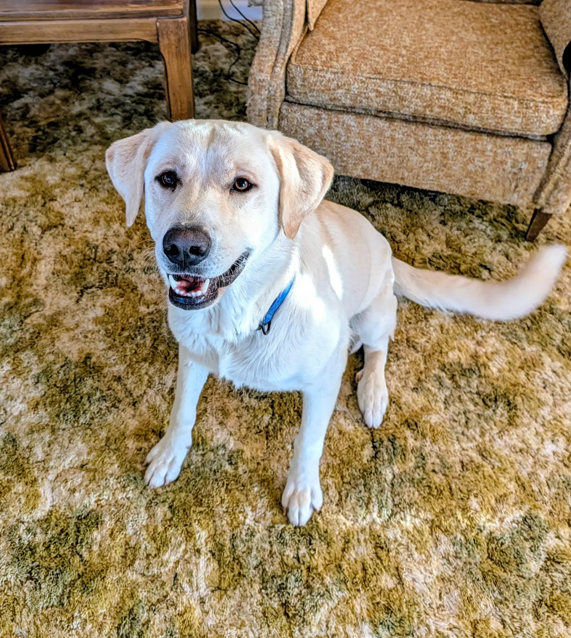 Lady - Labrador Retriever