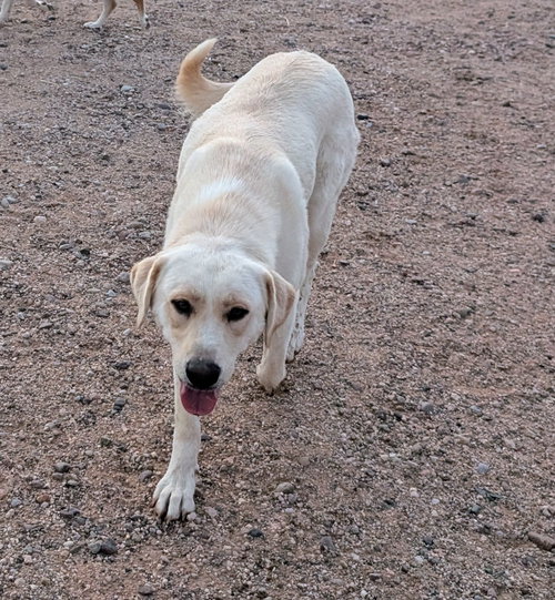 Photo 3 of Lady