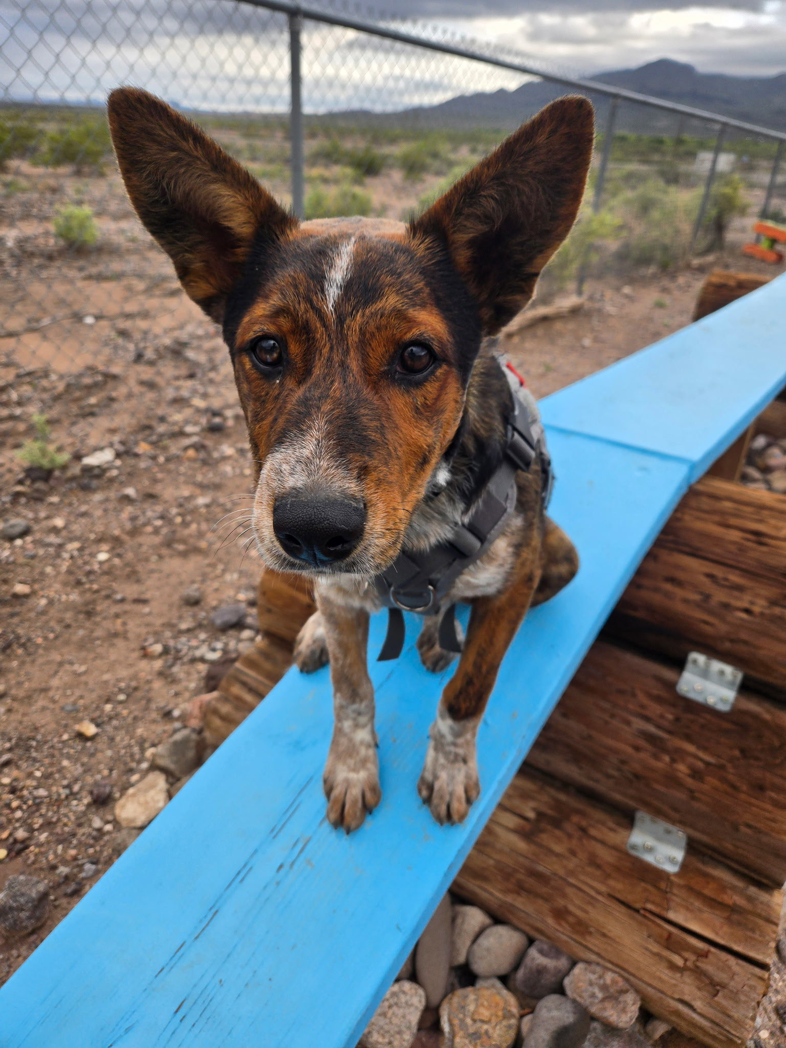 Chip, photo 4