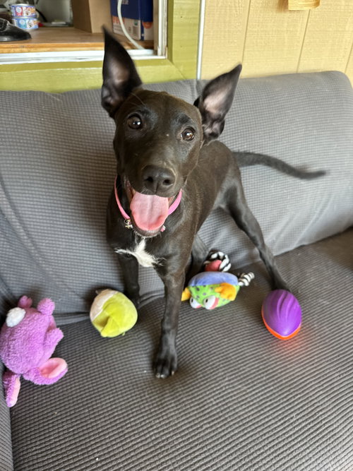 Janet, a dog for adoption from Sierra County Humane Society