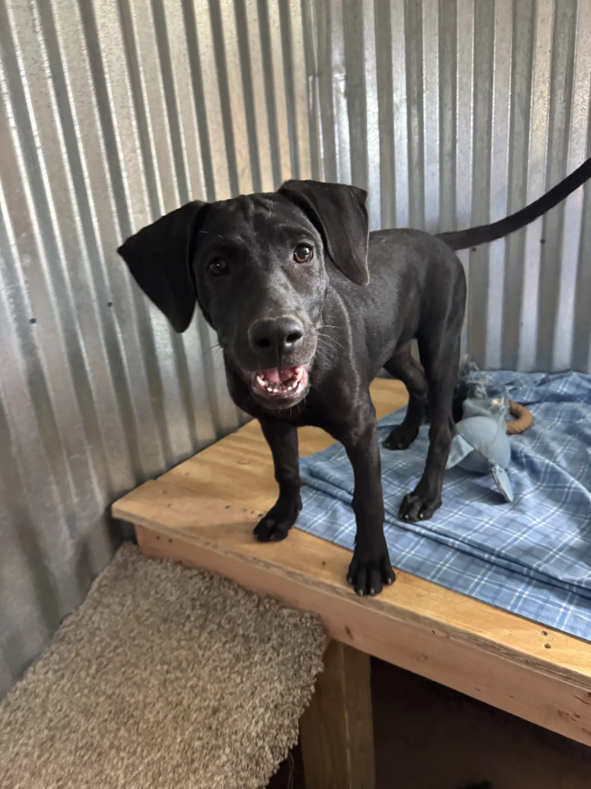 Michael - Labrador Retriever