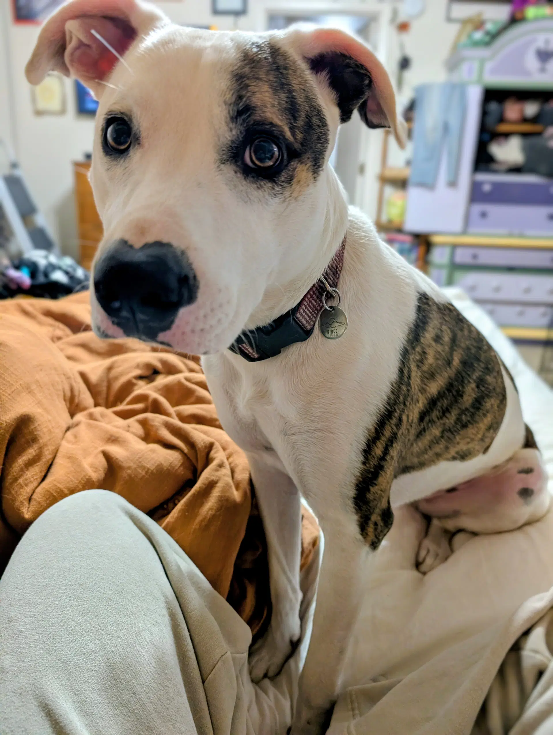 Piper - American Pit Bull Terrier