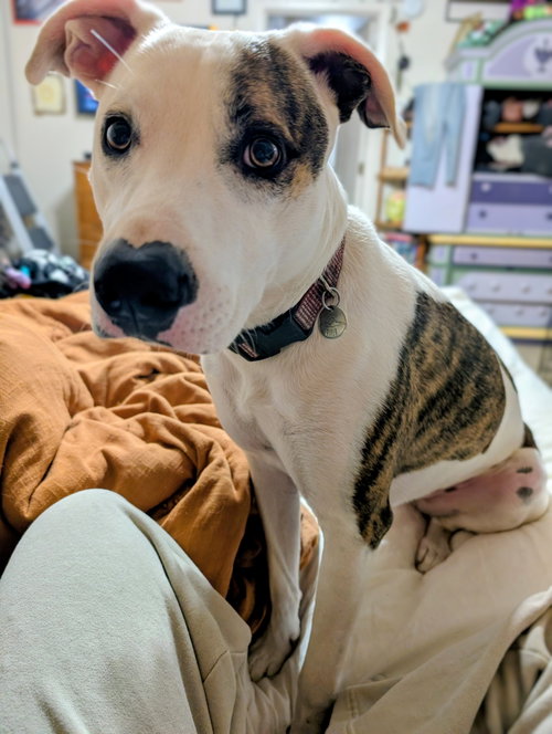Piper, a dog for adoption from Sierra County Humane Society
