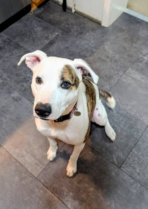 Photo 2 of Piper