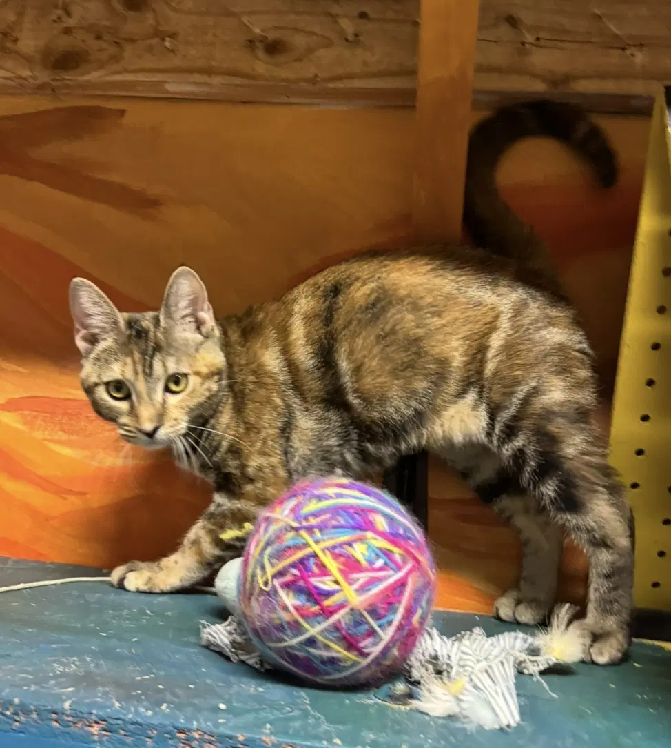 Peach - Domestic Short Hair
