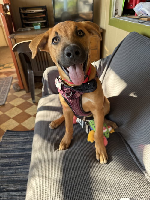 Homer, a dog for adoption from Sierra County Humane Society