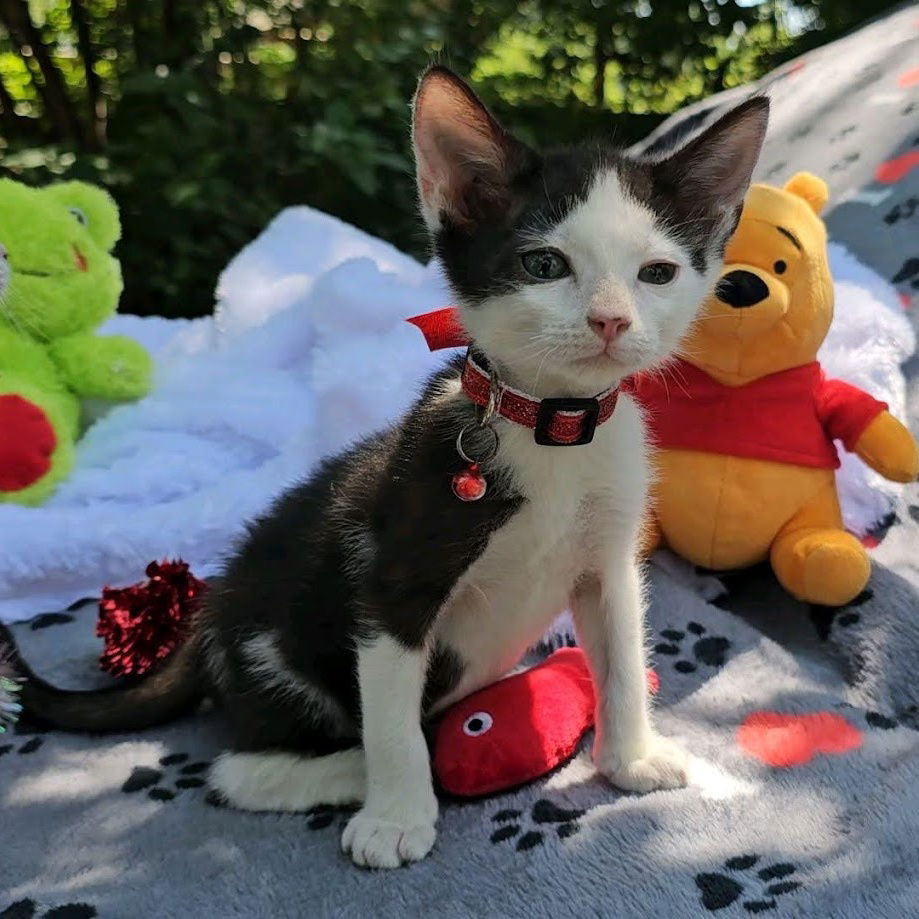 adoptable Cat in Mount Pleasant, SC named Baldy!