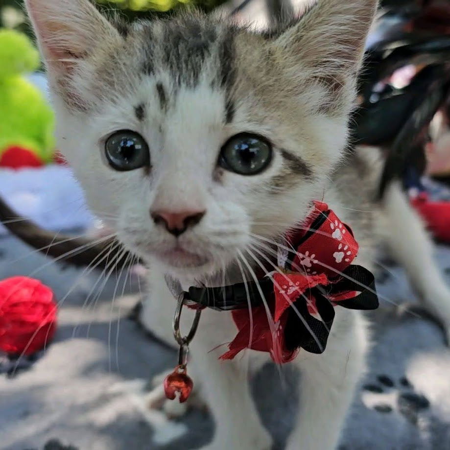 adoptable Cat in Mount Pleasant, SC named Snickers