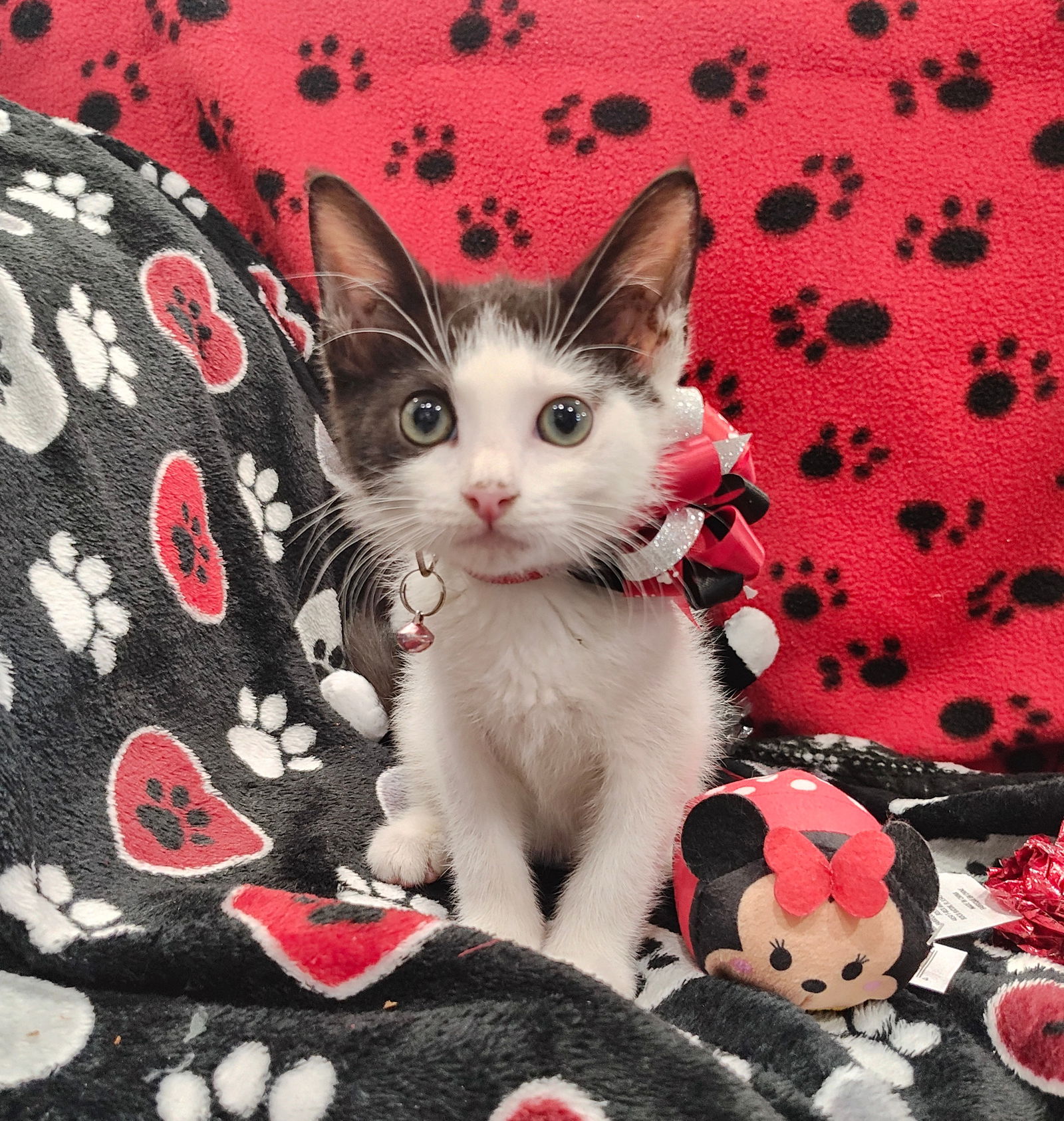 adoptable Cat in Mount Pleasant, SC named Pookie Maru