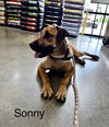 adoptable Dog in Farmerville, LA named Sonny