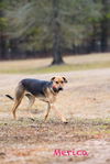 adoptable Dog in  named Merica