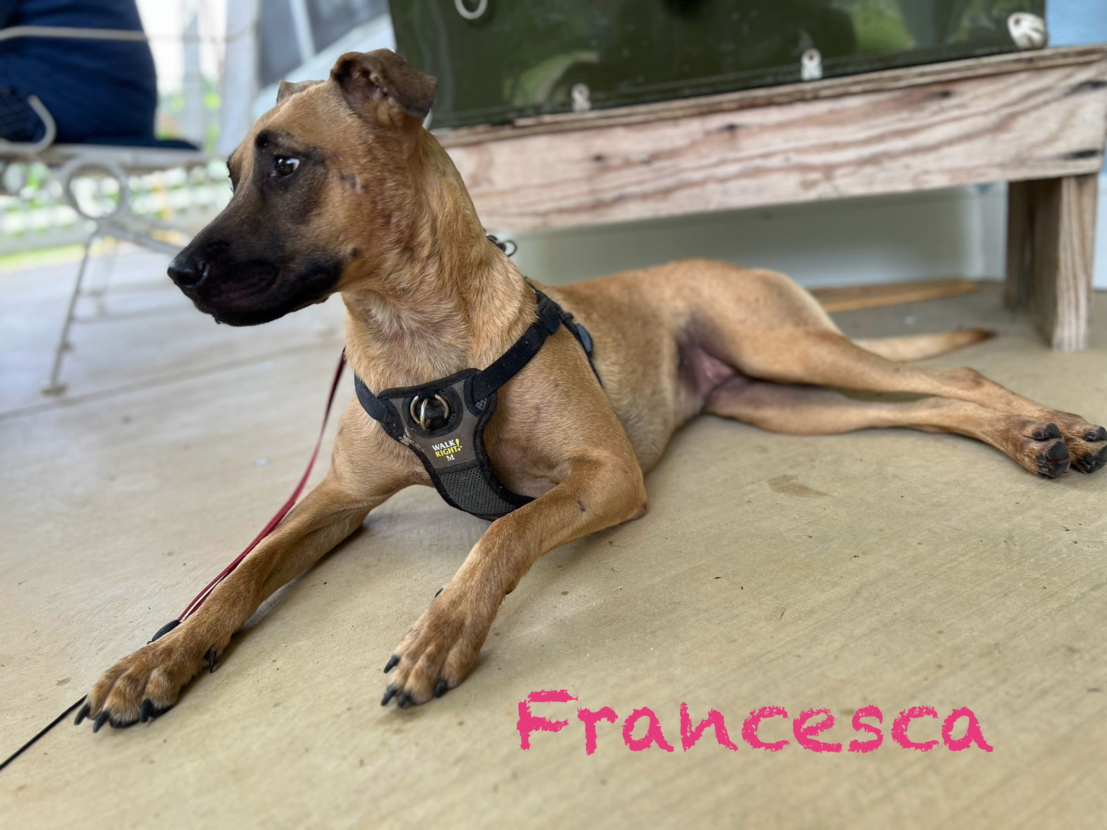 adoptable Dog in Farmerville, LA named Francesca