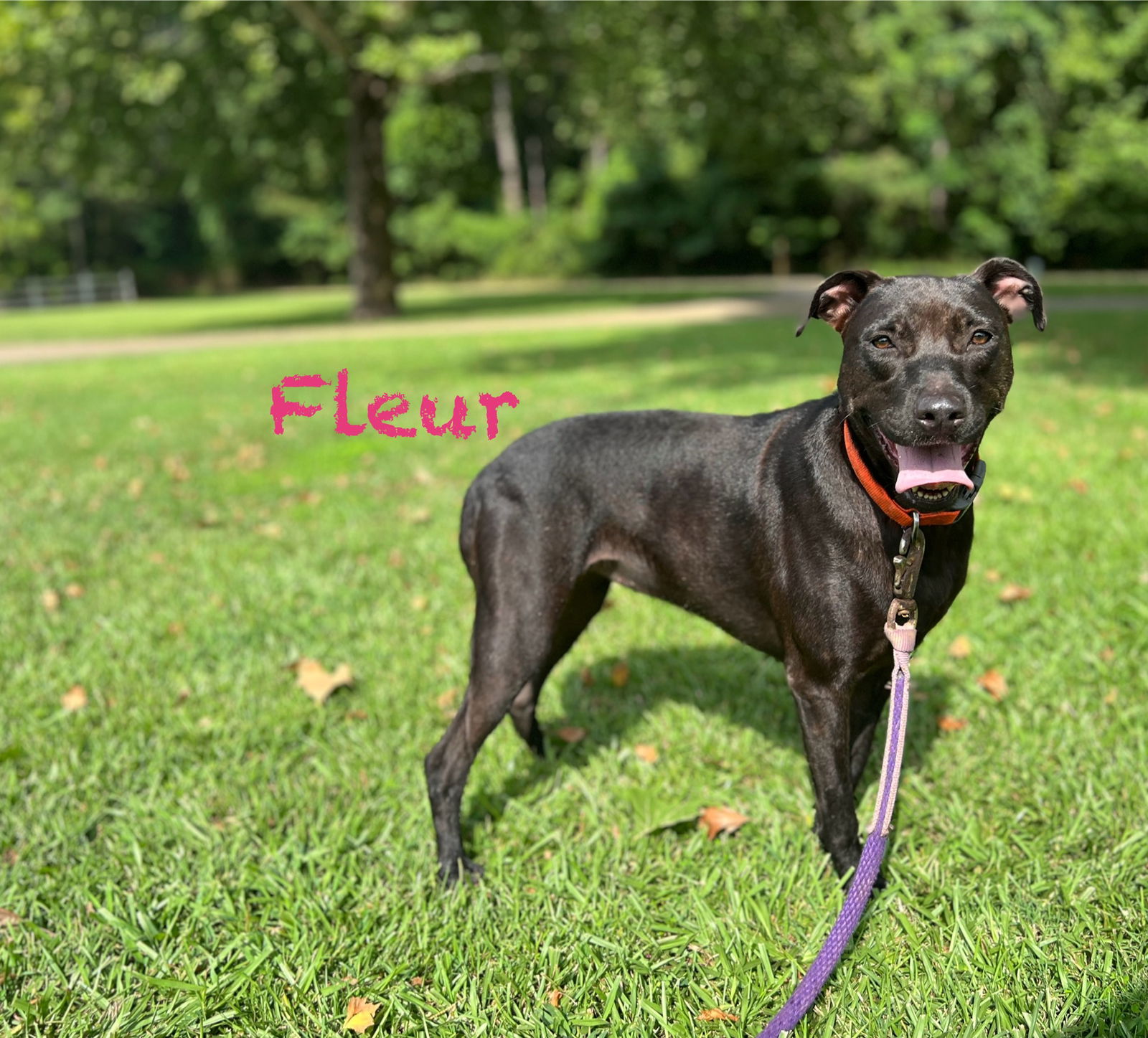 adoptable Dog in Farmerville, LA named Fleur