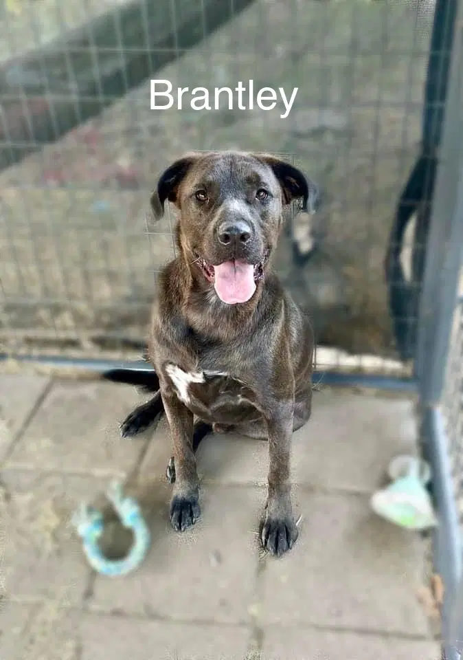 Brantley - Labrador Retriever