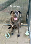 adoptable Dog in  named Brantley