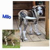 adoptable Dog in  named Milo