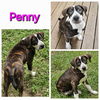 adoptable Dog in Farmerville, LA named Penny Lou