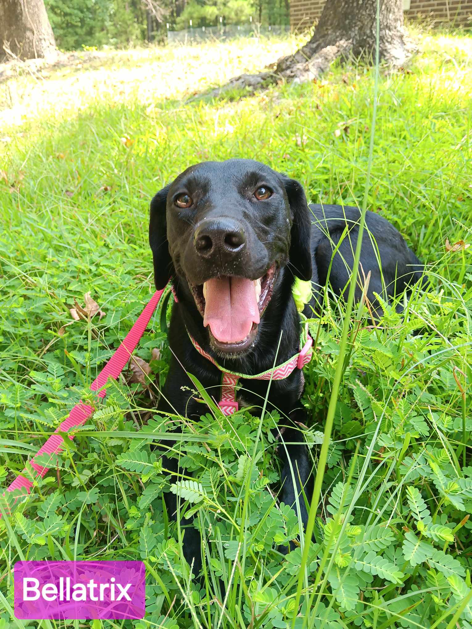 adoptable Dog in Farmerville, LA named Bellatrix